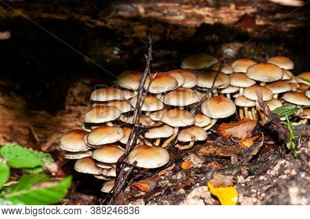 Hypholoma Fasciculare Or Clustered Woodlover Growing On Dead Wood In A Forest