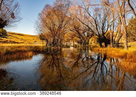 Gnarly Leafless Deciduous Willow Tree Reflections At Beautiful Calm Lake Alexandrina