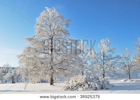 Winter In Finland