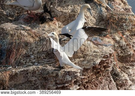 Northern Gannet With Spreadout Wings Landing Near His Mate In A Breeding Colony At Cliffs Of Helgola
