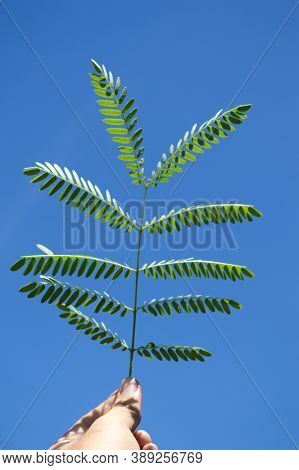 Green Leucaena Glauca Leaves On Man Hand