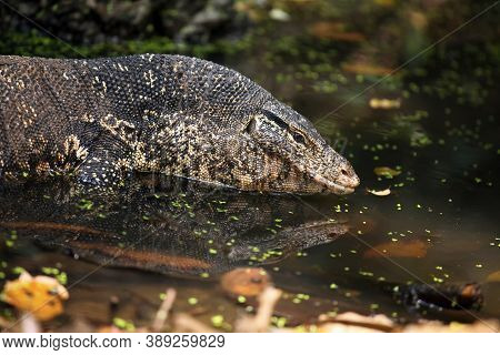 The Water Monitor (varanus Salvator) Portrait In The Water.portrait Of A Large Asian Monitor Lizard 