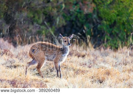 Female Of Rare Menelik Bushbuck, Tragelaphus Scriptus Meneliki, In Simien Mountains, Ethiopia, Afric