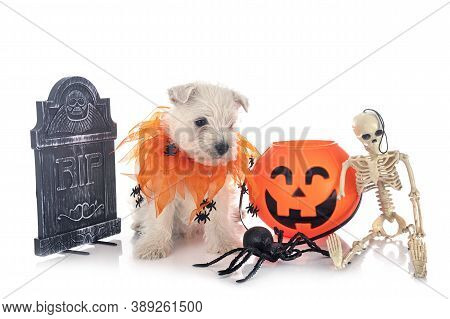 Puppy West Highland White Terrier In Front Of White Background