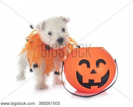 Puppy West Highland White Terrier In Front Of White Background