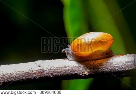 Thai Snail Or Soil Snail (hemiplecta Distincta) On The Tree Leaf In The Garden After Rain