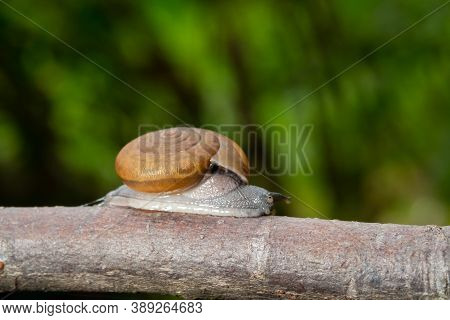 Thai Snail Or Soil Snail (hemiplecta Distincta) On The Tree Leaf In The Garden After Rain Snail Or S