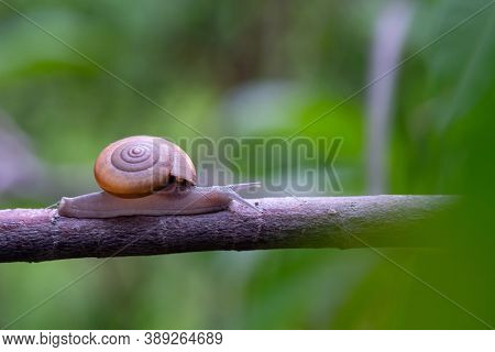Thai Snail Or Soil Snail (hemiplecta Distincta) On The Tree Leaf In The Garden After Rain Snail Or S