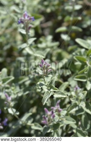 Lesser Cat-mint - Latin Name - Nepeta Nepetella