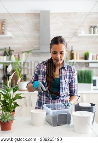 Housewife Gardening In The Kitchen At Home Using Gloves And Shovel. Decorative, Plants, Growing, Lif