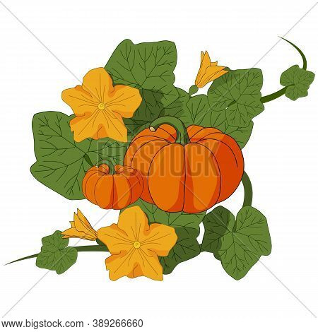 A Pumpkin Bush With Flowers And Fruits