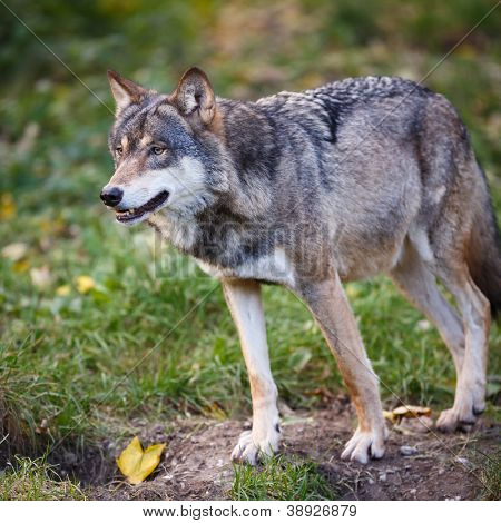 Grå/eurasiske ulven (Canis lupus)