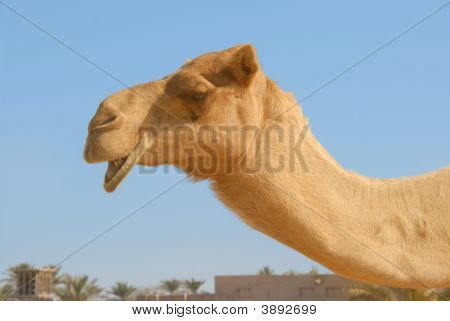 Kamel 3
