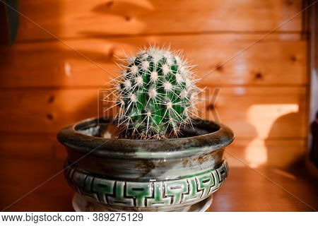 Cactus With Large Thorns In A Pot, Close Up