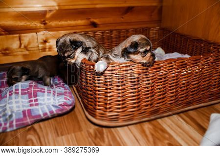 Newborn Puppies Look Out Of A Wicker Basket, Portrait. Brown Yorkshire Terrier Puppies