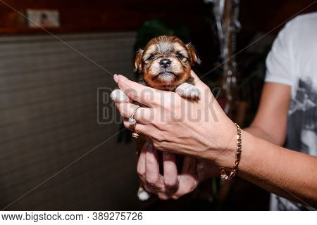 Close-up Portrait Of A Puppy Looking At The Camera. A Woman Holds A Newborn Puppy In Her Arms. Yorks