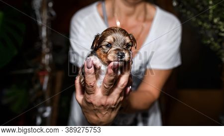Close-up Portrait Of A Puppy Looking At The Camera. A Woman Holds A Newborn Puppy In Her Arms. Yorks