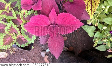 Coleus Plants Also Called Coleus Blumei Or Plectranthus Scutellarioides
