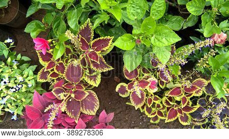 Coleus Plants Also Called Coleus Blumei Or Plectranthus Scutellarioides