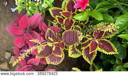 coleus plants also called Coleus blumei or Plectranthus scutellarioides