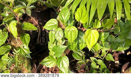 Scenic View Of Betel Leaf Plants For Multipurpose Use