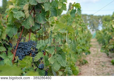 Old Vineyards With Grapevine For Wine Production. Bunches Of Ripe Red Wine Grapes On Blue Sky Backgr