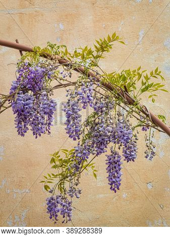 Flowers Of Wisteria Floribunda, Commonly Named Japanese Wisteria.
