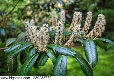 Foliage And Flowers Of Prunus Laurocerasus, Also Known As Cherry Laurel, In Close-up View On A Blurr