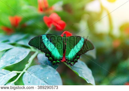 Papilio Palinurus, The Emerald Swallowtail, Emerald Peacock Papilio Belonging To The Papilionidae Fa