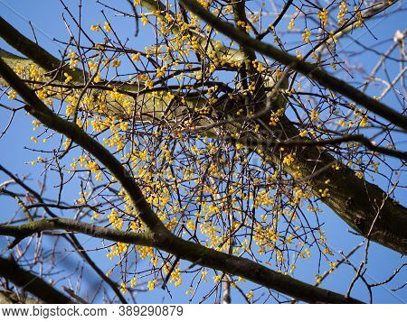 Yellow Berried Mistletoe European Loranth (loranthus Europaeus) With Yellow Berries Growing On Tree 
