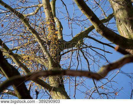 Yellow Berried Mistletoe European Loranth (loranthus Europaeus) With Yellow Berries Growing On Tree 