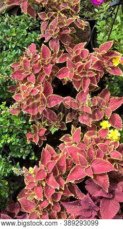 Coleus Plants Also Called Coleus Blumei Or Plectranthus Scutellarioides