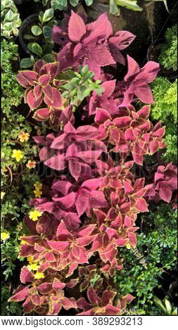 Coleus Plants Also Called Coleus Blumei Or Plectranthus Scutellarioides