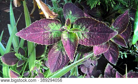 Coleus Plants Also Called Coleus Blumei Or Plectranthus Scutellarioides