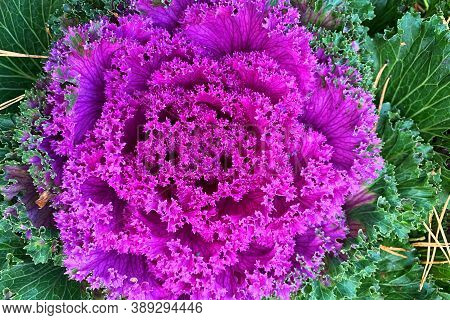 Decorative Cabbage (brassica Oleracea Var Acephala) In Garden. Top View Of Fresh Purple Ornamental C