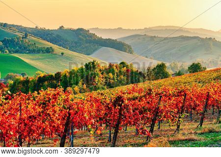 Autumn Landscape, Vineyards And Hills At Sunset. Lambrusco Grasparossa At Castelvetro Di Modena, Ita