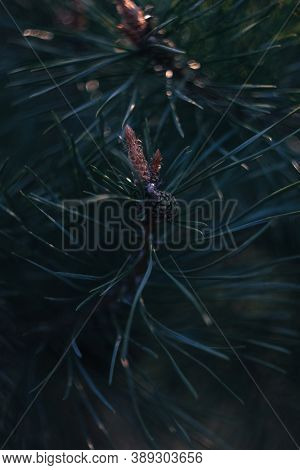 Pine Branch With A Small Cone Near