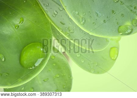 Green Leaves Baby Rubberplant (peperomia Obtusifolia) With Water Droplets. Home Plants Background.