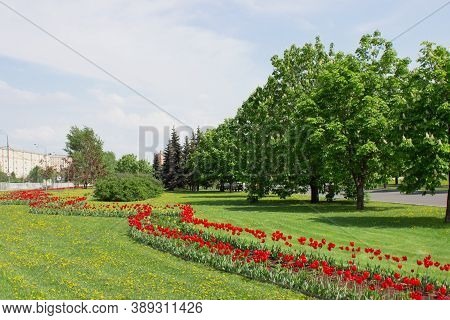 Summer City Landscape With Red Tulips Flowers In Bed And Trees. Ash Tree, Spruce, Fir. Green Leaves 