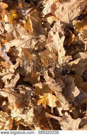 Brown, Beige, Rusty, Autumn Fallen Oak Leaves Texture, Autumn Fullframe Background