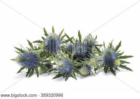Sea Holly Thistles Isolated On White Background