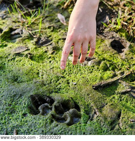 Hunter Tracker Shows With His Hand On The Traces Of The Paws Of A Dog Or A Wolf In A Swamp, Close Up