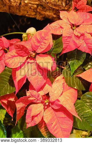 Euphorbia Most Beautiful, Or Poinsettia - A Plant Of The Genus Euphorbia Family Euphorbiaceae. The B