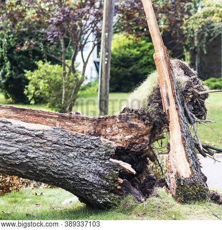 Tree Trunk Split Open After A Tropical Storm With Strong Winds Blew It Over On Long Island New York.