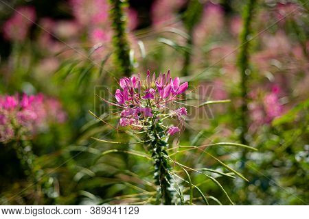 Pink Cleoma Flowering Garden Plant. It Is Also Called Champagne Splash. Beautiful Garden Flower. Clo