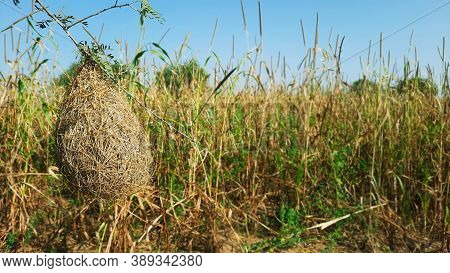 Masked Weaver Or Baya's Uncompleted Nest In A Field