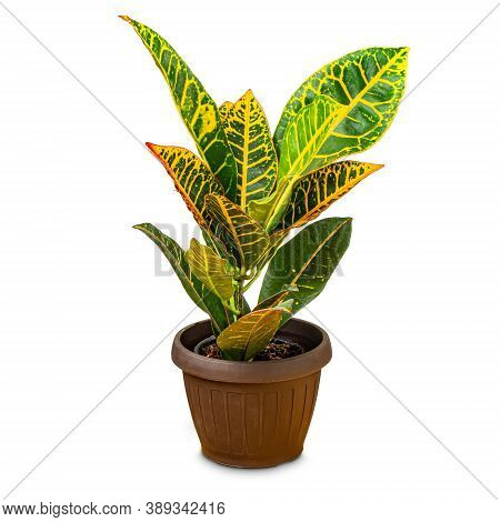Croton Ornamental Plant In The Pot On White Background, Botanical Name Is Codiaeum Variegatum