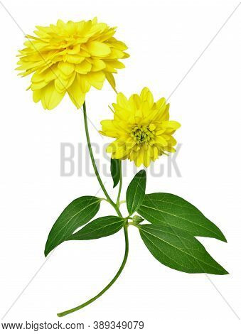 Rudbeckia Laciniata Flower Isolated On White Background