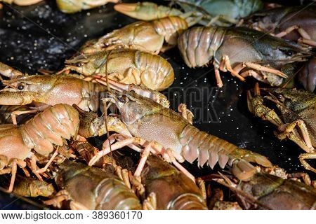 Raw European Crayfishes Astacus Astacus (noble Or Broad-fingered Crayfish, The Most Common Species O
