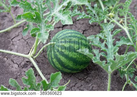 Green Organic Watermalon Growing In A Garden